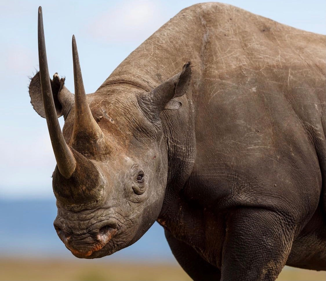 World Rhino Day!